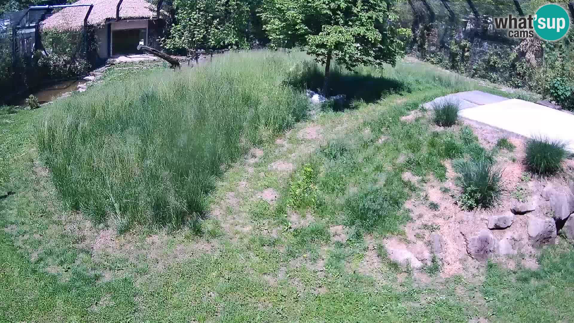 Zoo Ljubljana webcam Löwen