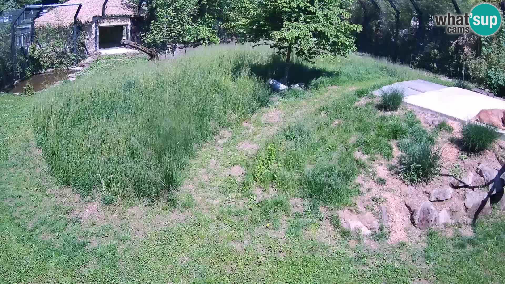 Ljubljana Zoo webcam Lion