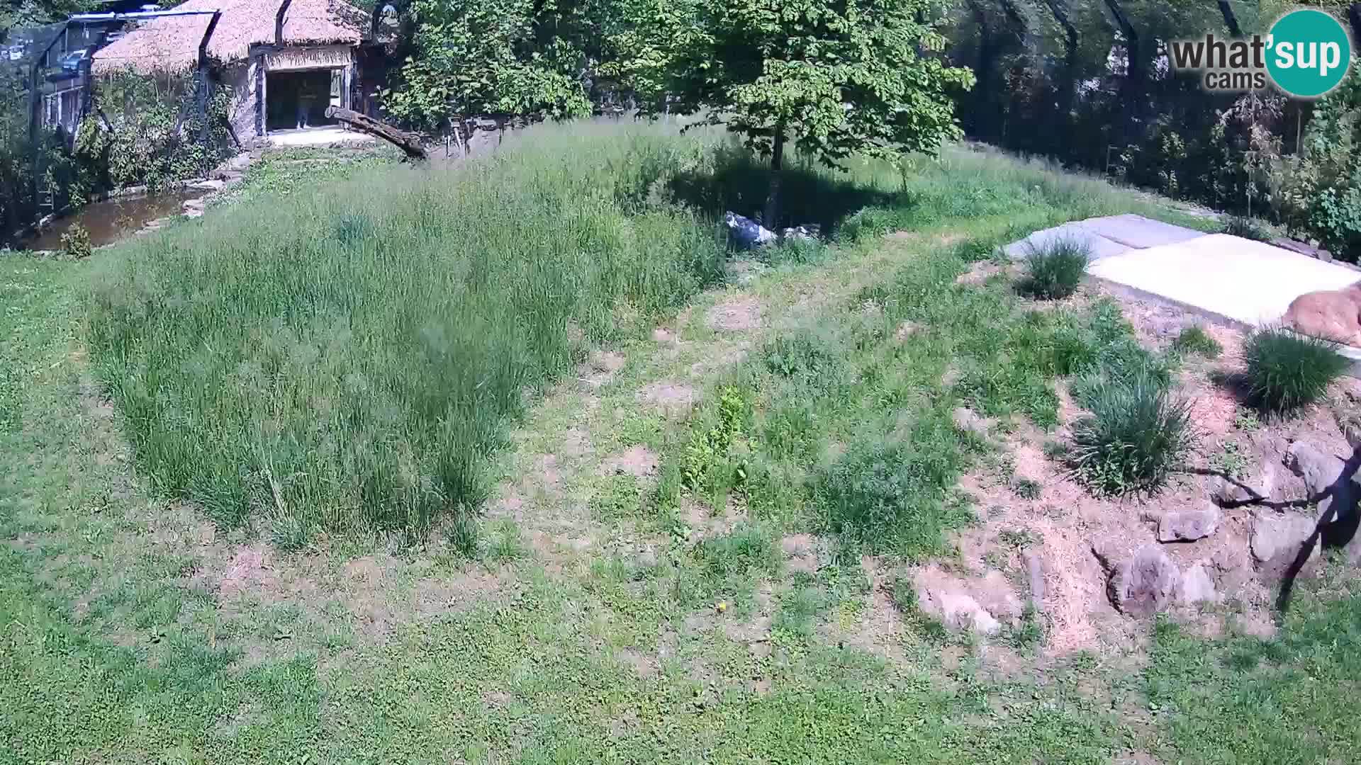 Zoo Ljubljana webcam Löwen
