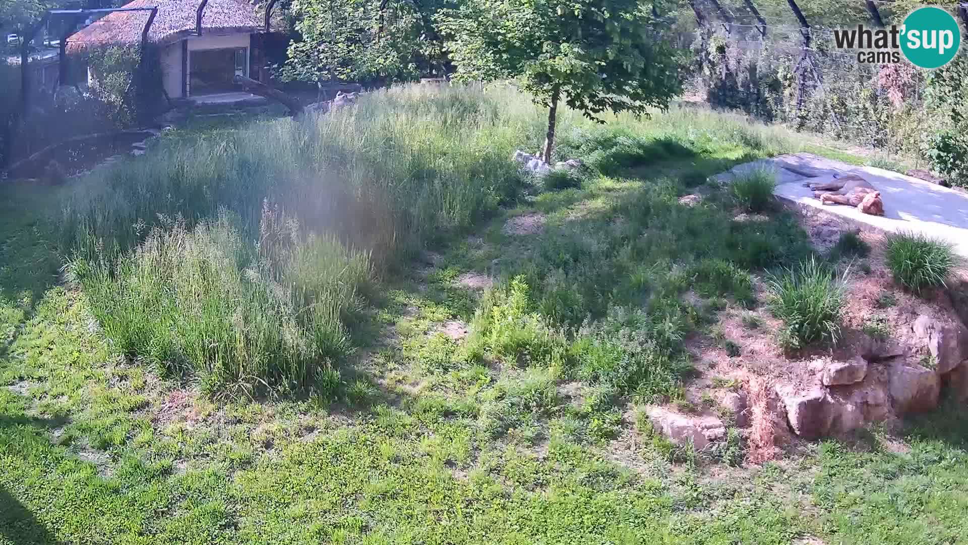Zoo Ljubljana webcam Löwen