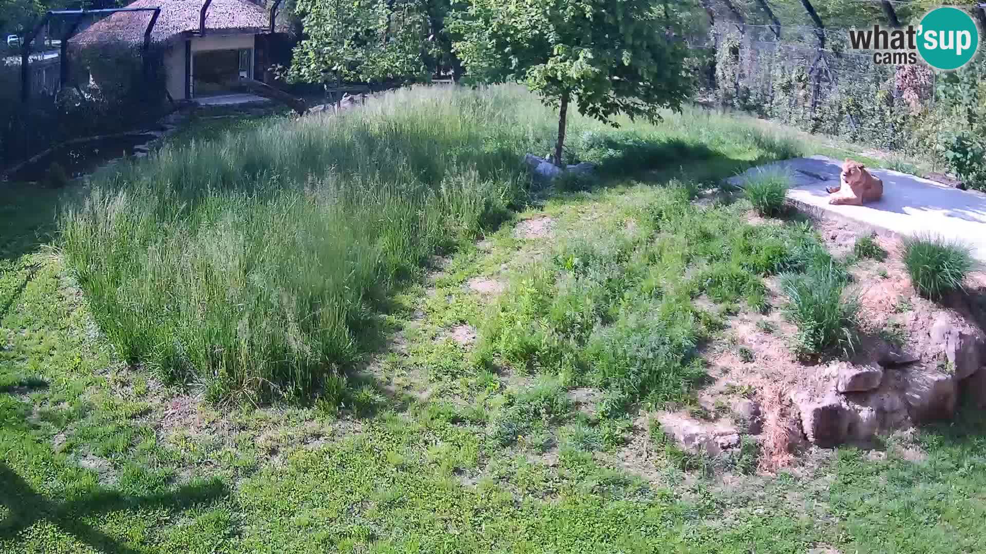 Zoo Ljubljana web kamera Lavovi