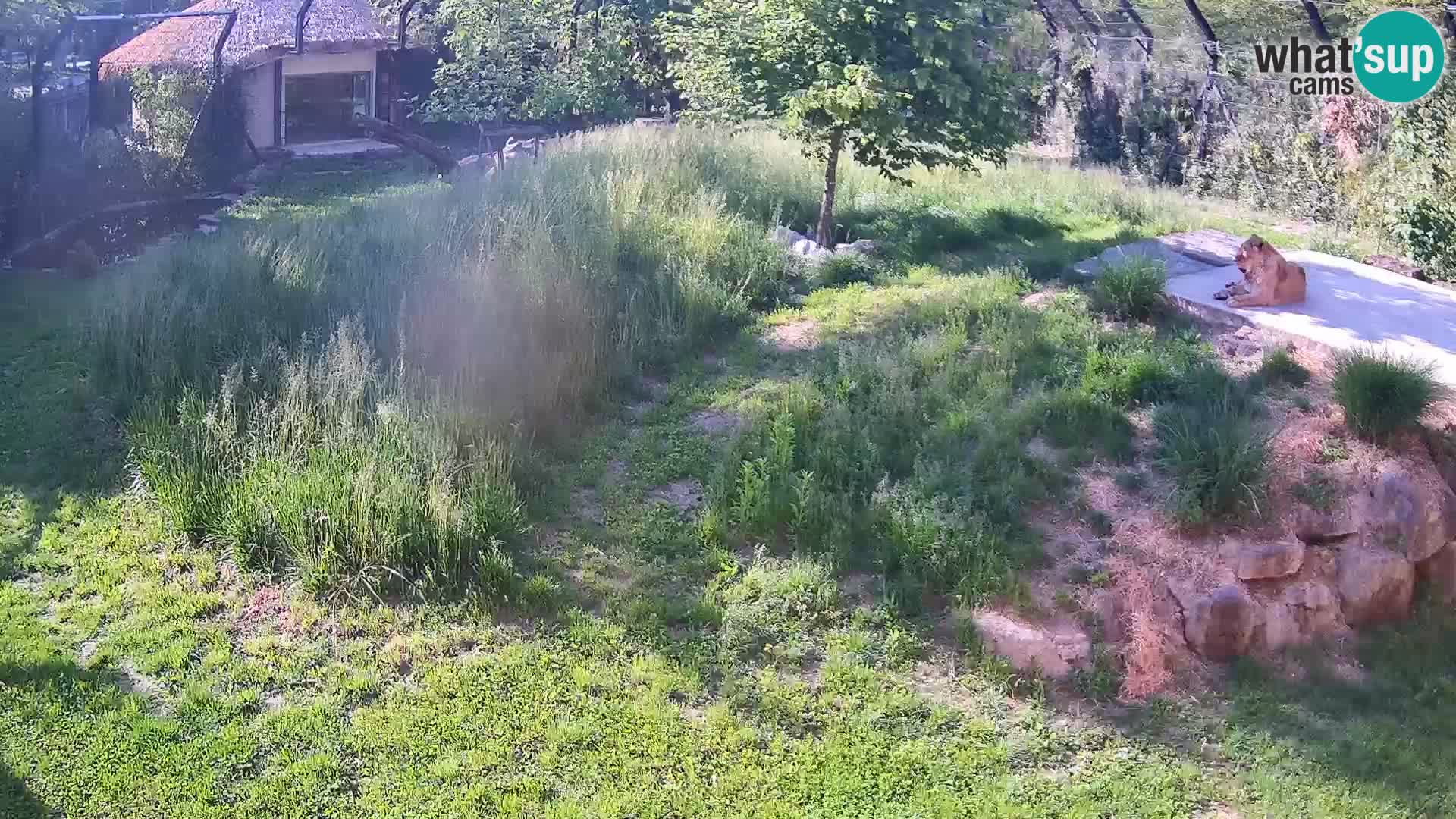 Zoo Ljubljana camera en vivo Leones