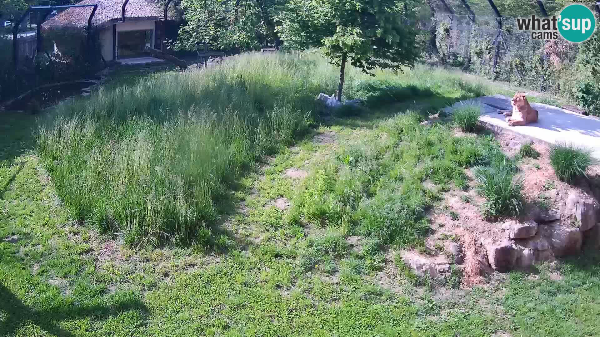 Live Ljubljana Zoo webcam Lion