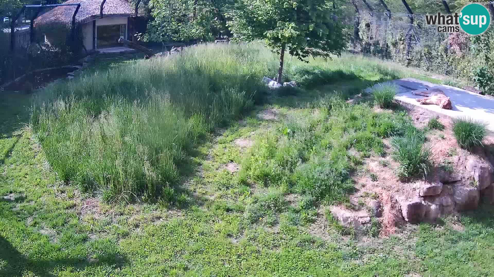 Zoo Ljubljana camera en vivo Leones