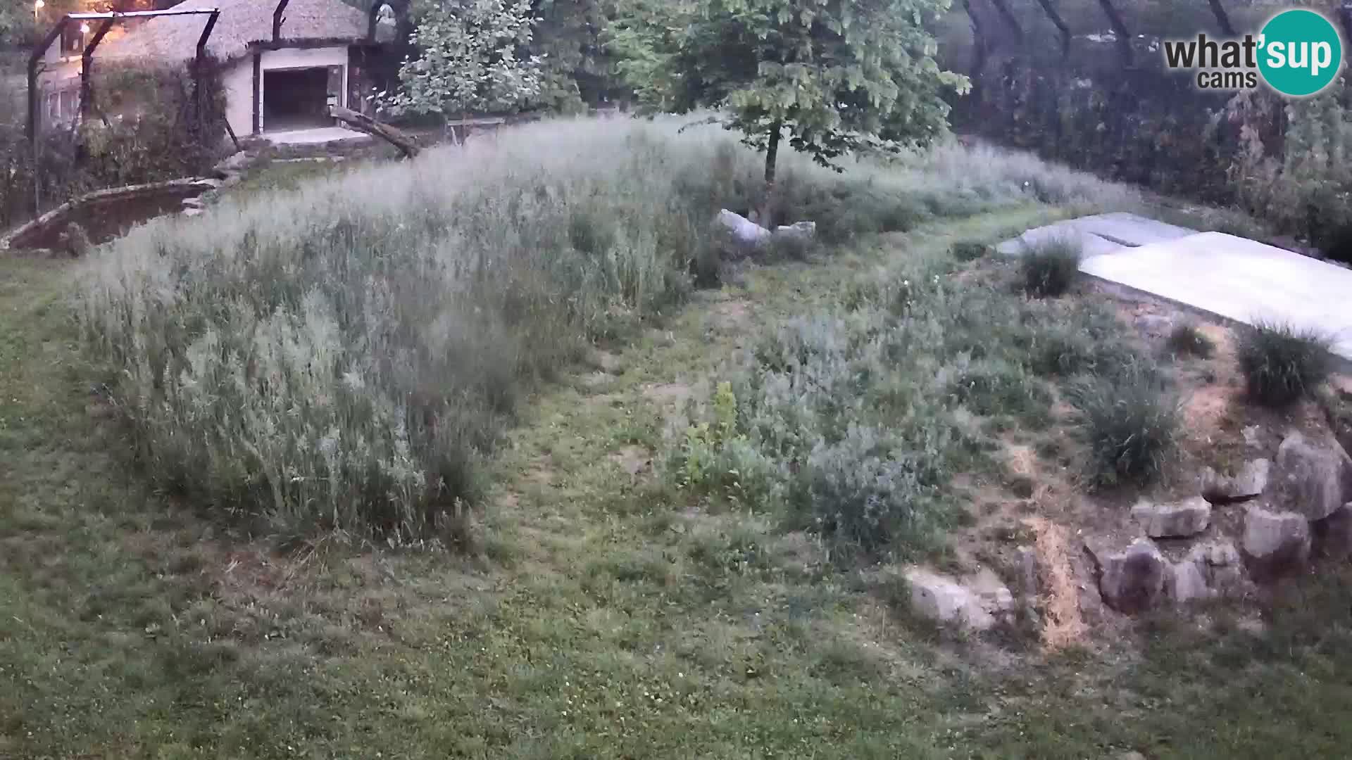 Ljubljana Zoo webcam Lion