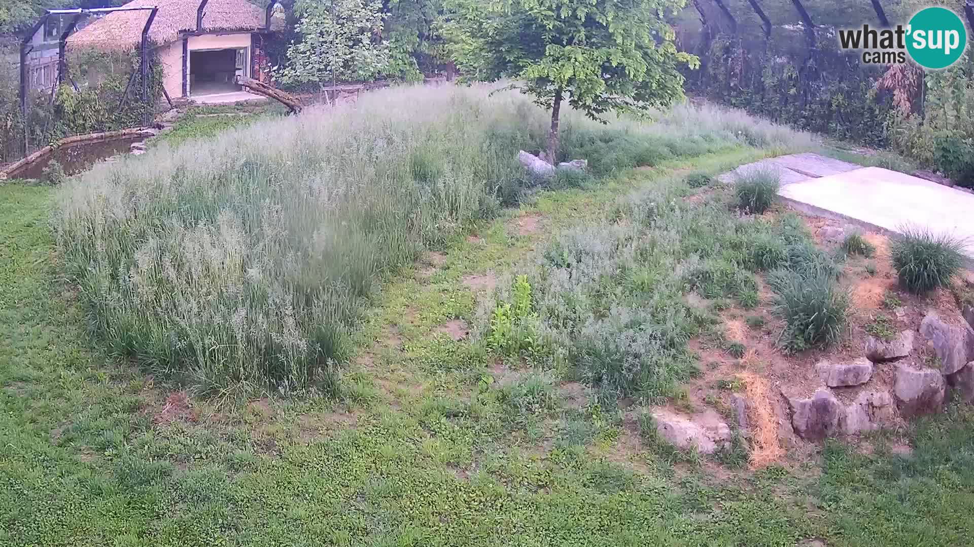 Ljubljana Zoo webcam Lion