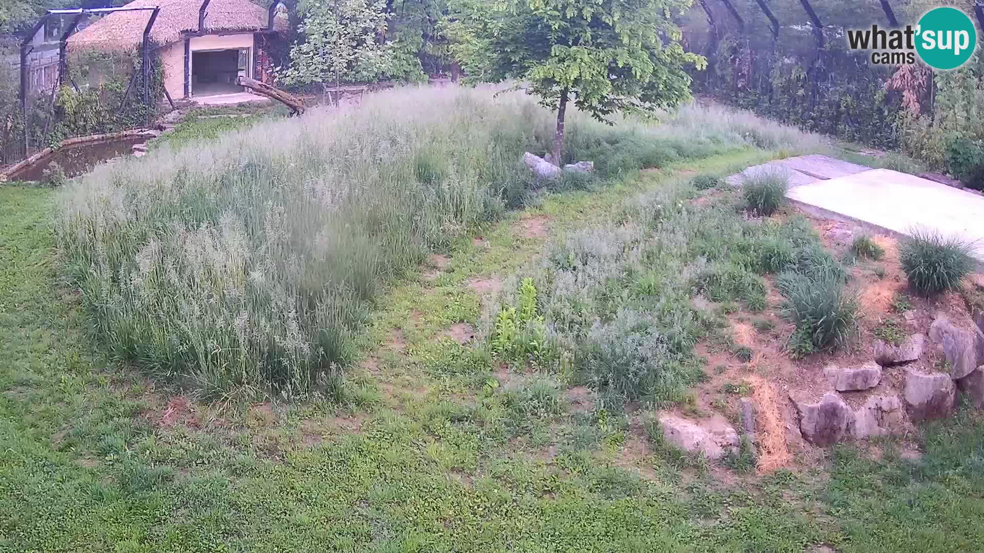 Live Ljubljana Zoo webcam Lion