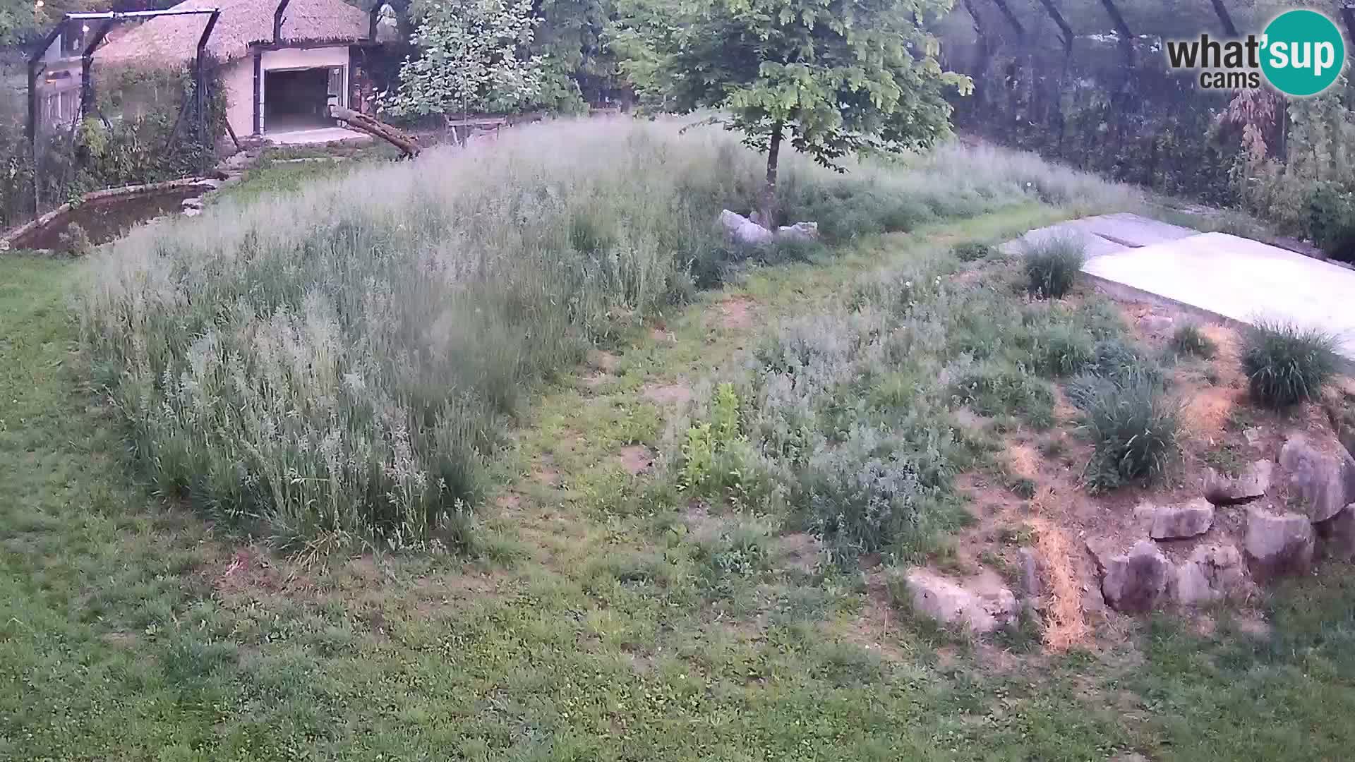 Zoo Ljubljana camera en vivo Leones