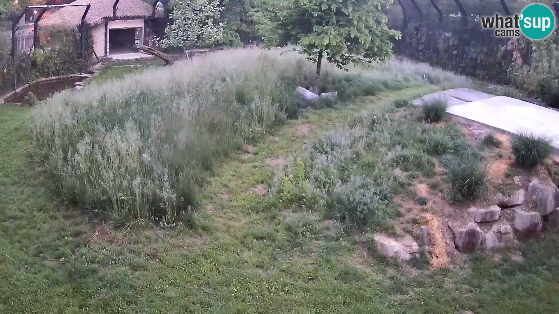 Zoo Ljubljana web kamera Lavovi