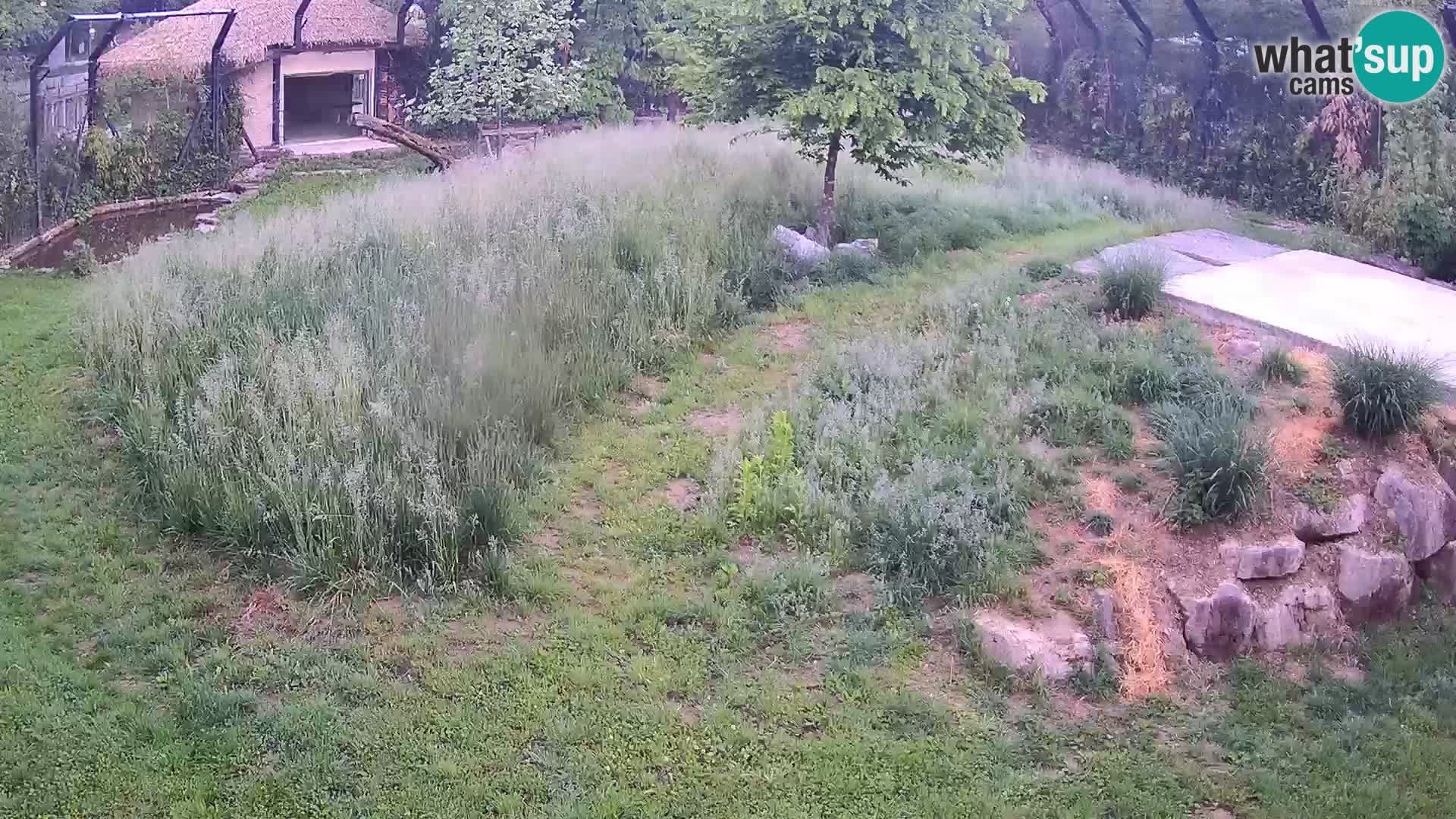 Zoo Ljubljana webcam Löwen