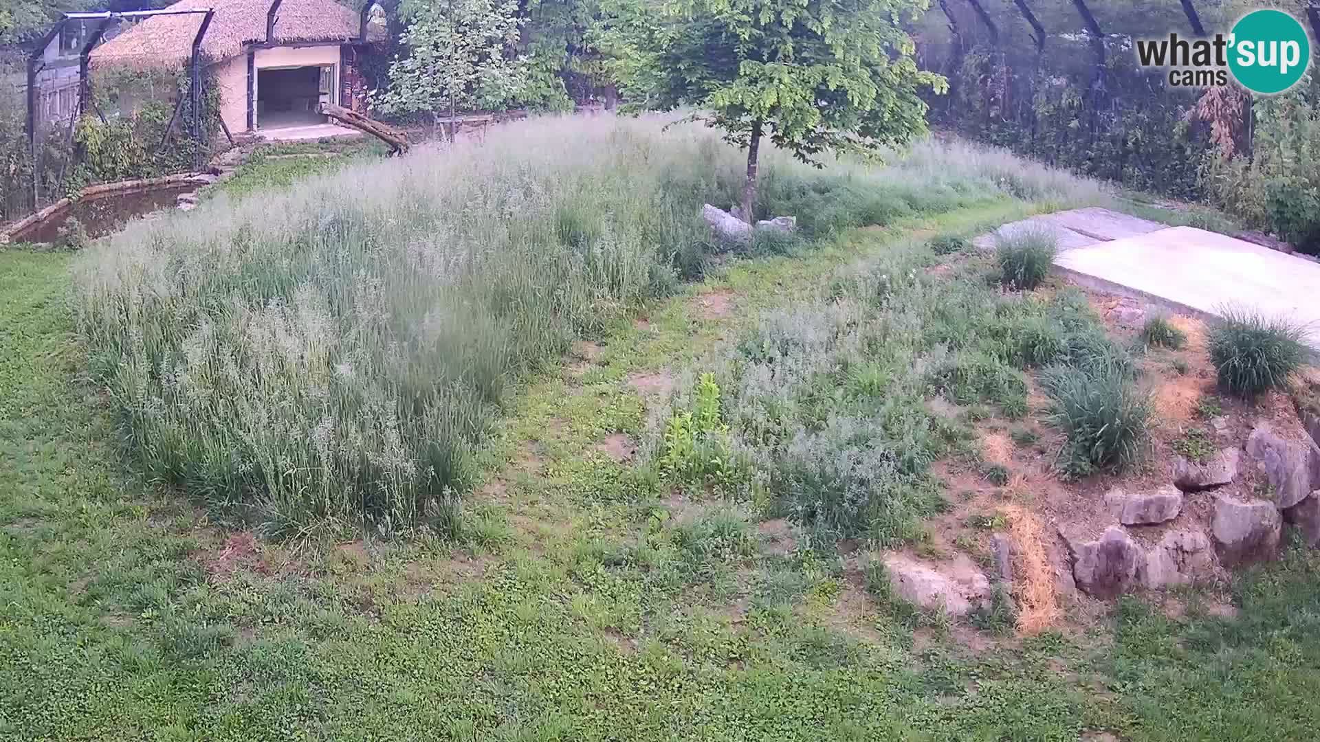 Zoo Ljubljana camera en vivo Leones