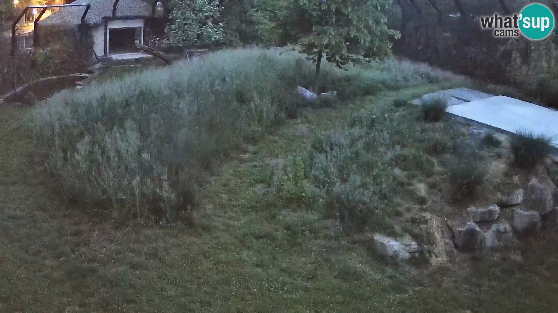 Zoo Ljubljana webcam Löwen
