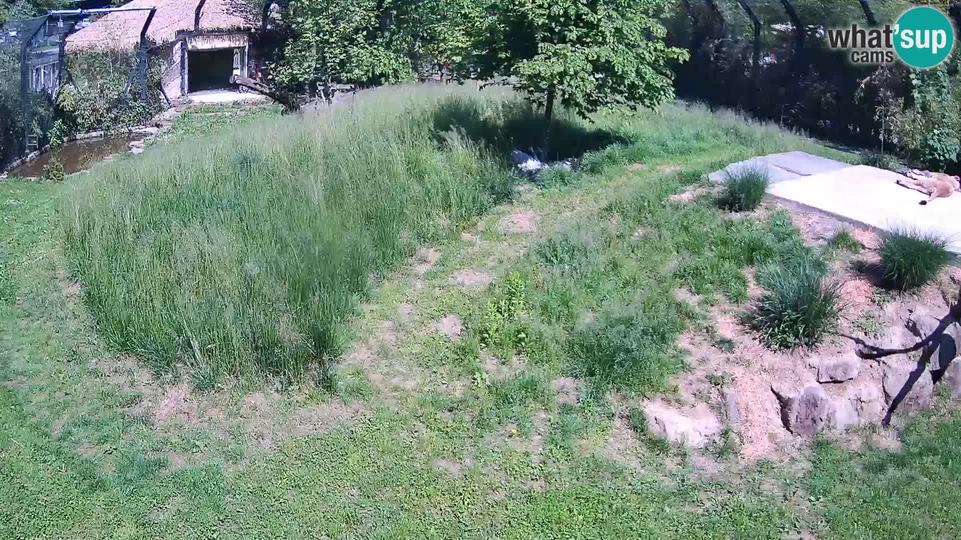 Live Ljubljana Zoo webcam Lion