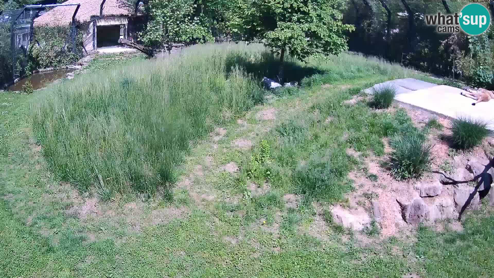 Zoo Lubiana live webcam Leoni