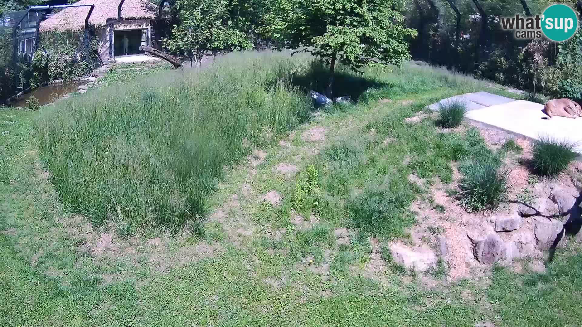 Zoo Lubiana live webcam Leoni