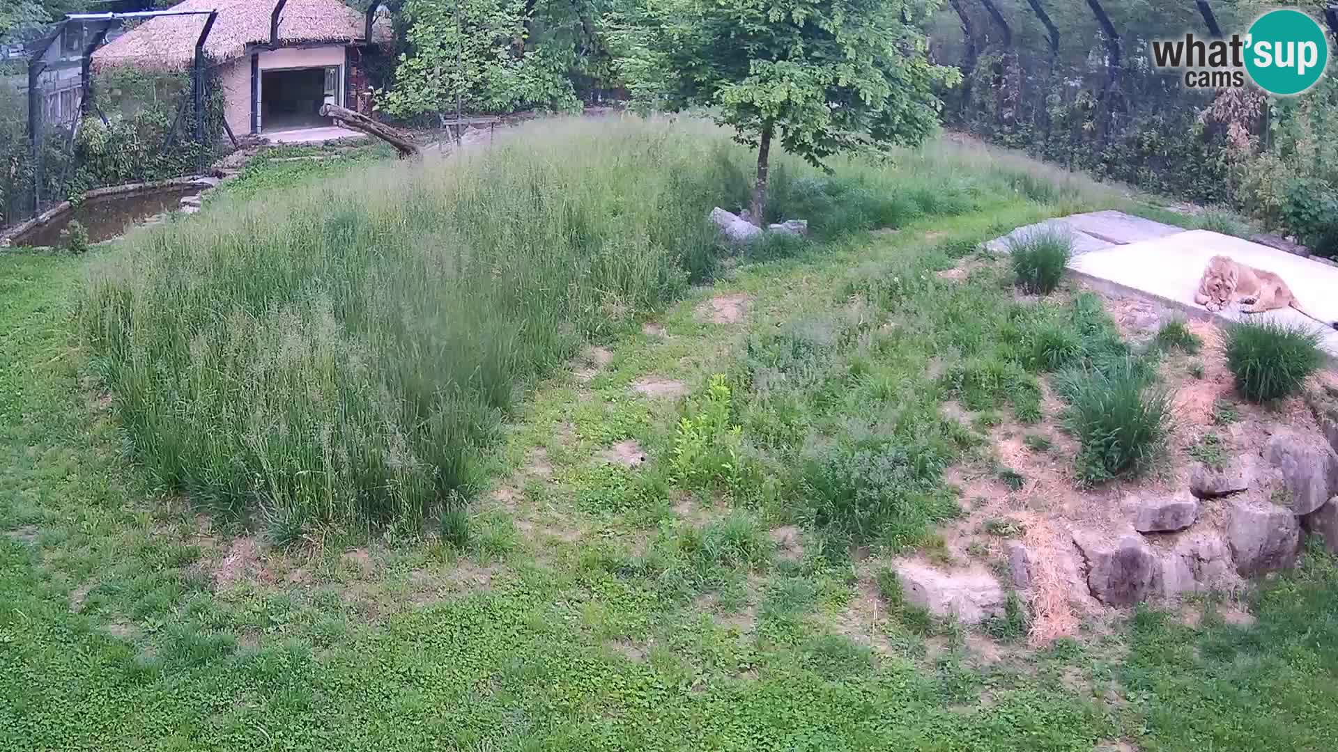 Zoo Ljubljana camera en vivo Leones