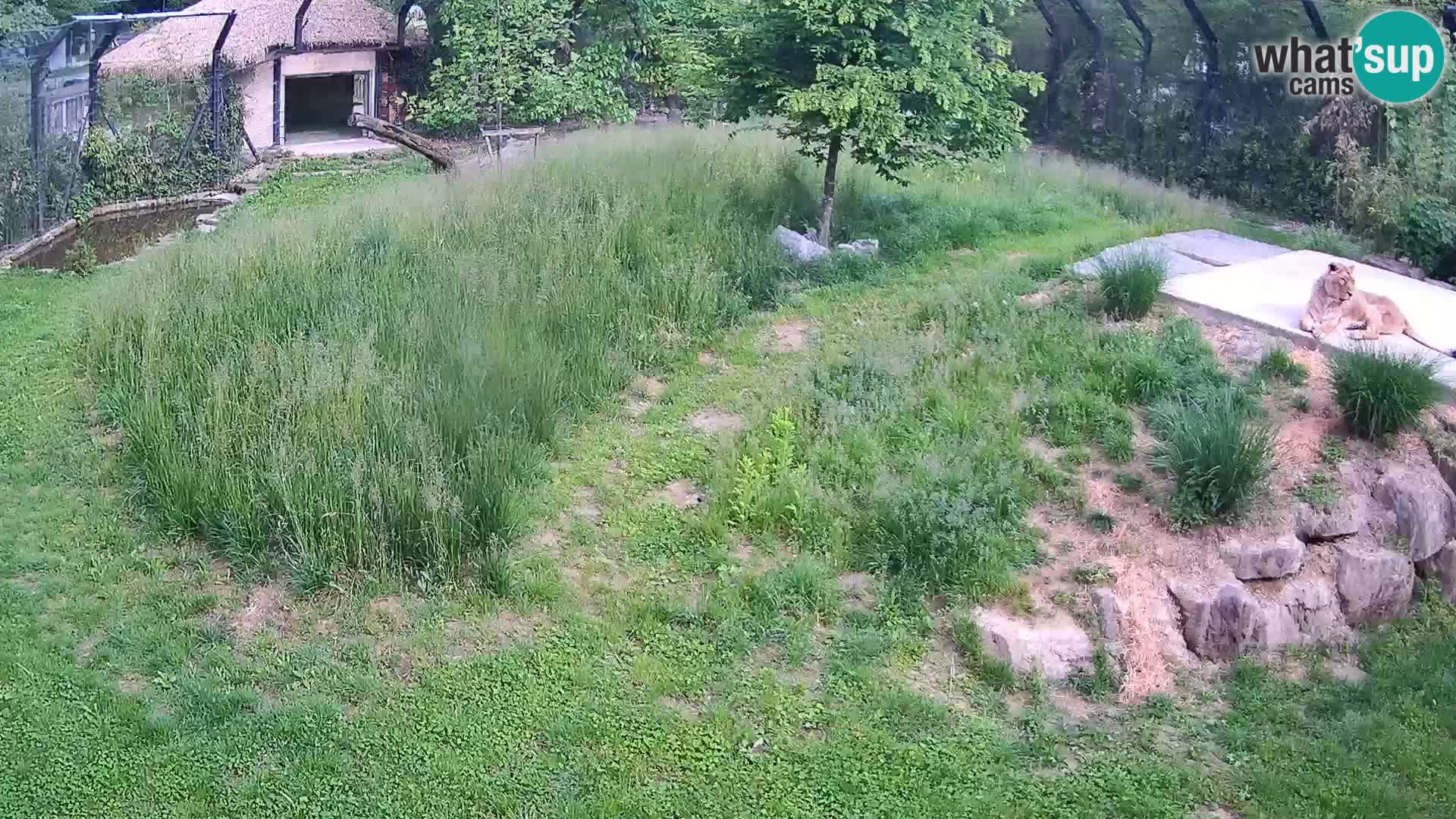Live Ljubljana Zoo webcam Lion