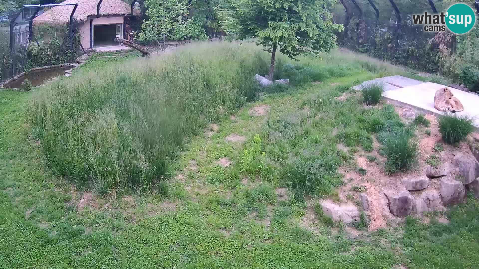 Live Ljubljana Zoo webcam Lion