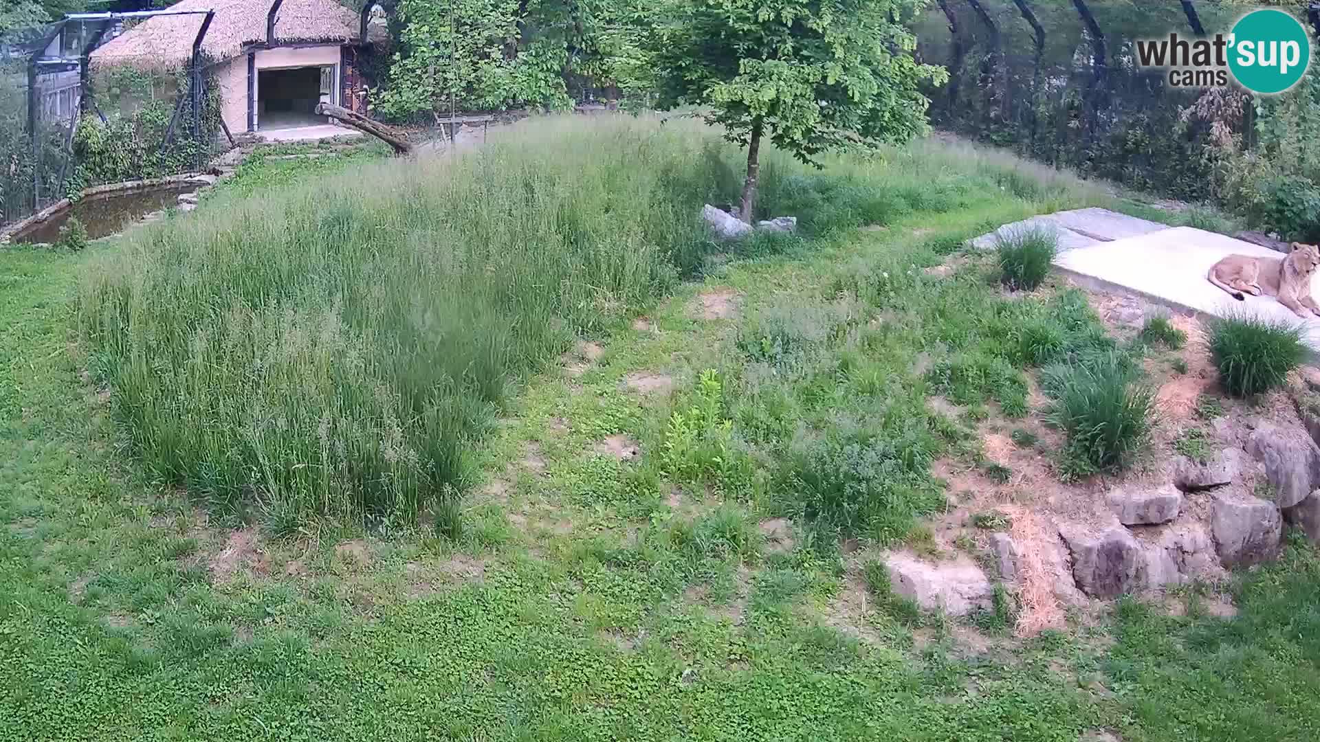 Zoo Ljubljana webcam Löwen