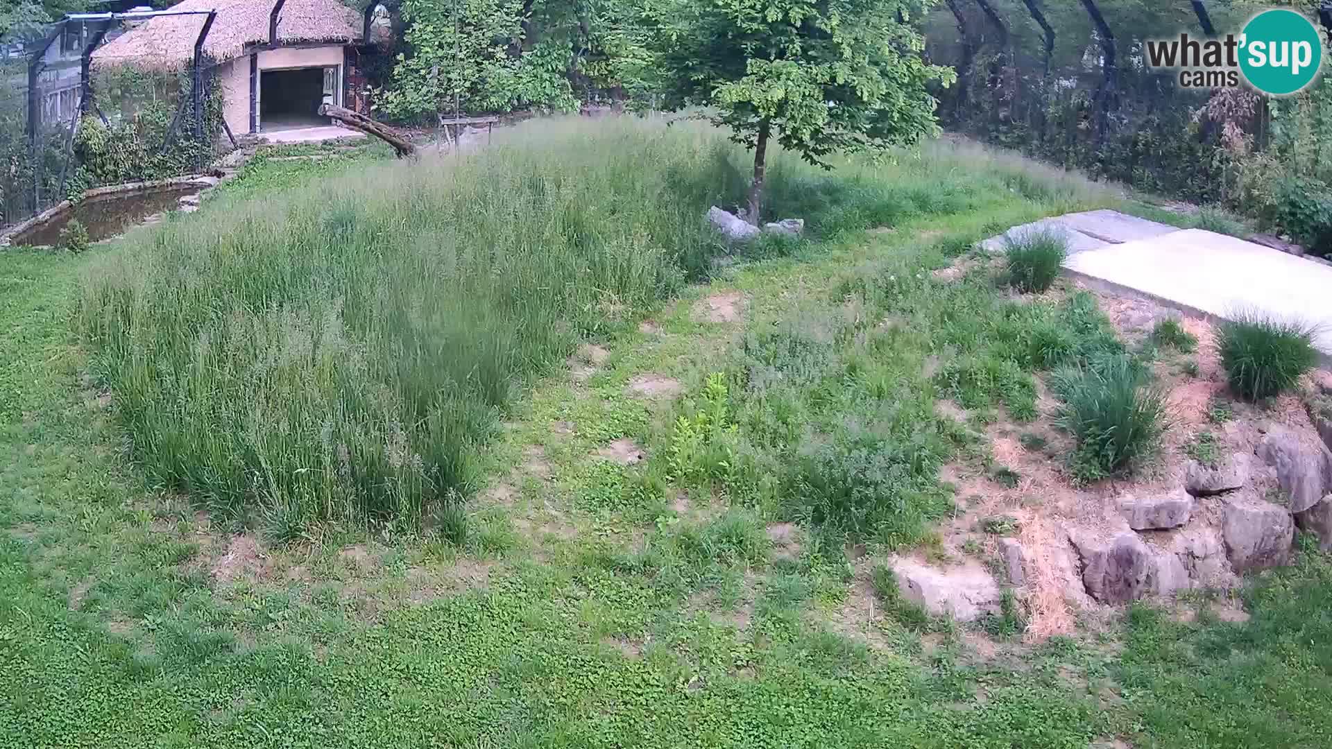 Live Ljubljana Zoo webcam Lion