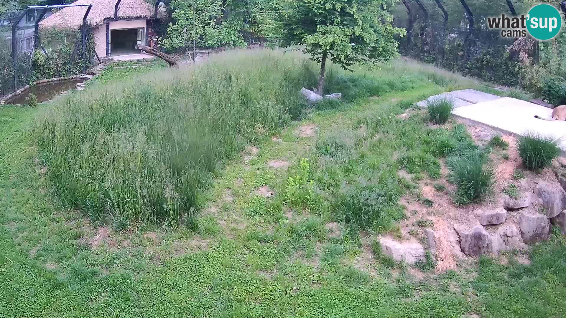 Zoo Lubiana live webcam Leoni
