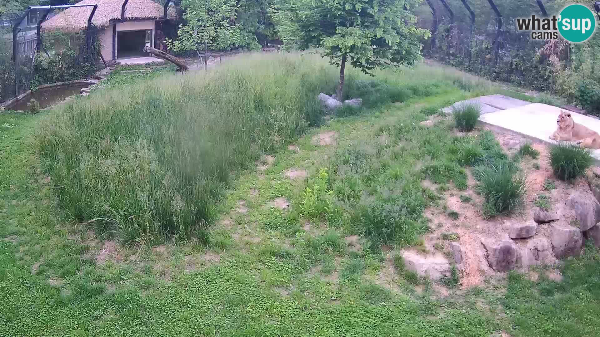 Zoo Ljubljana web kamera Lavovi