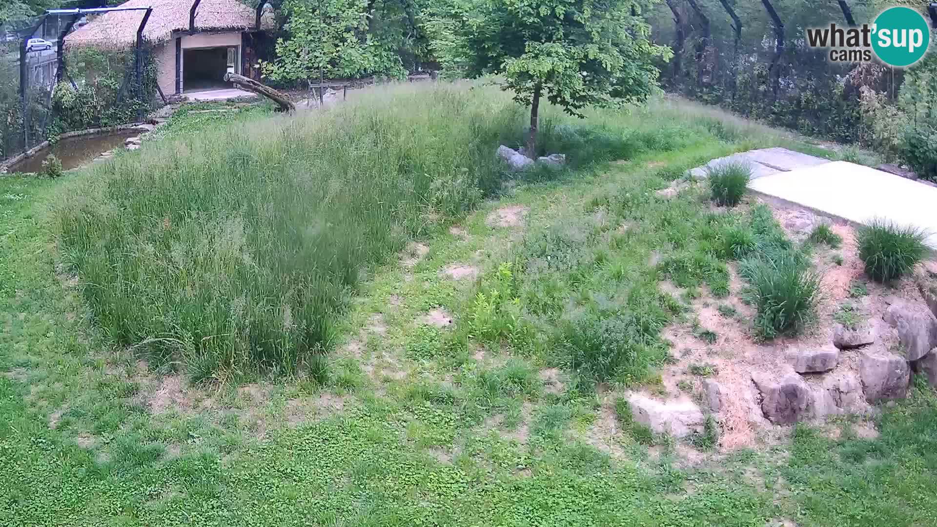 Live Ljubljana Zoo webcam Lion