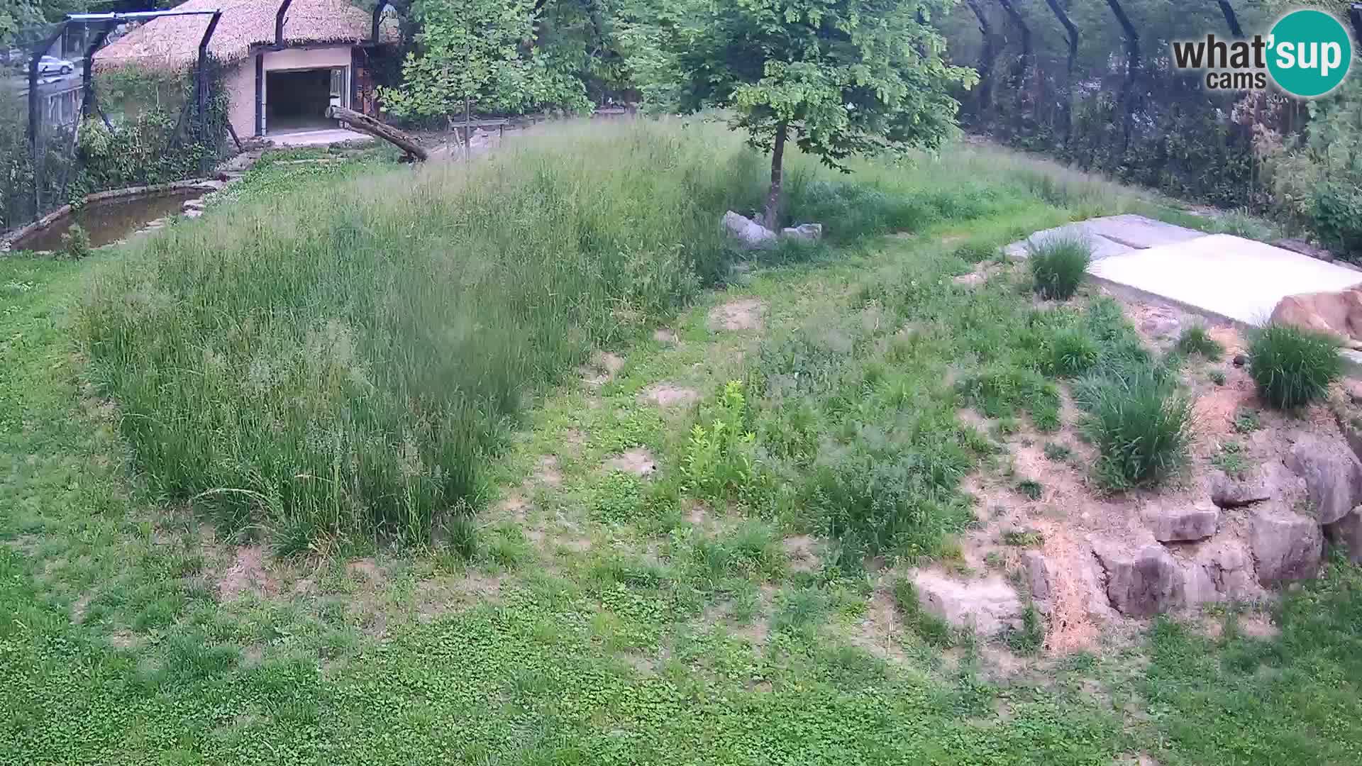 Ljubljana Zoo webcam Lion