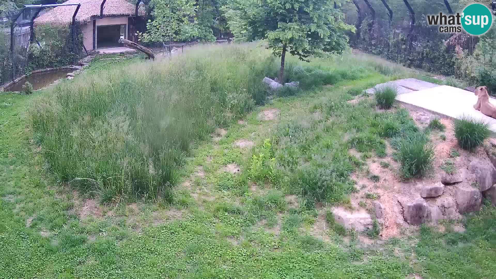 Ljubljana Zoo webcam Lion