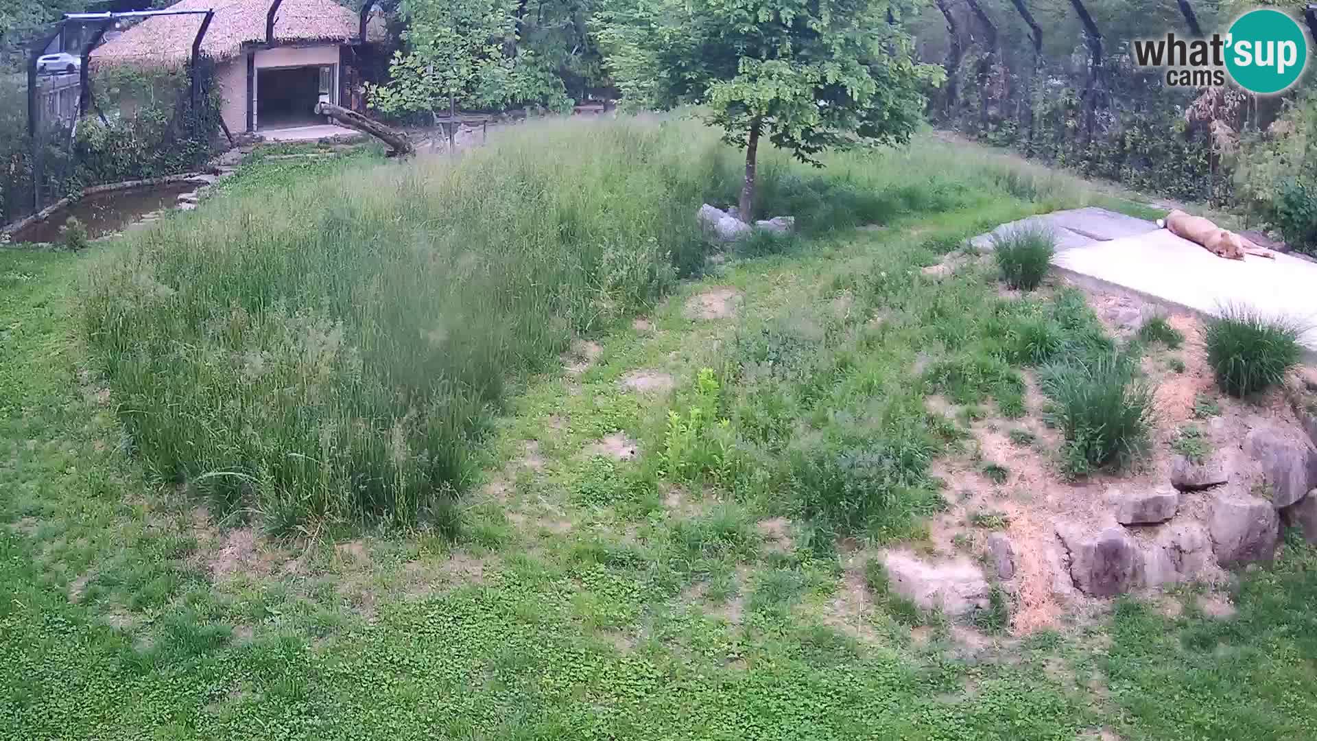 Ljubljana Zoo webcam Lion