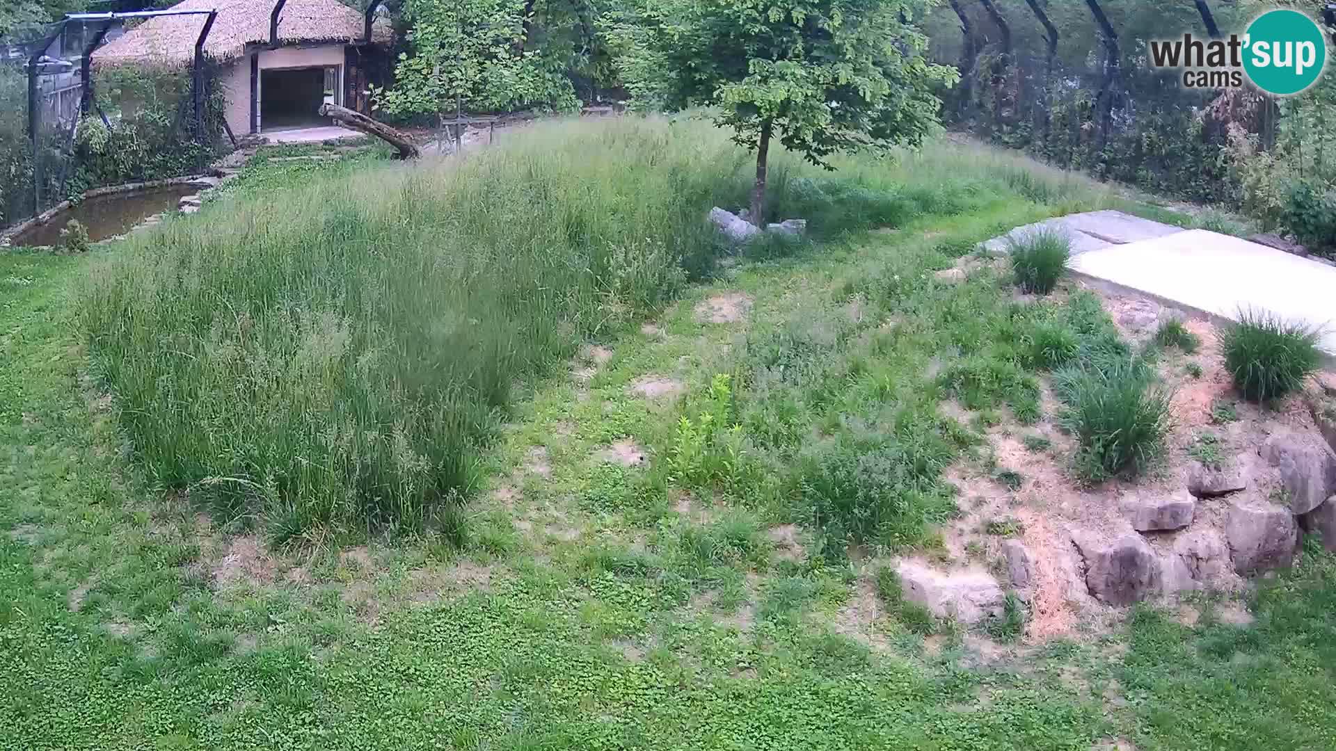 Live Ljubljana Zoo webcam Lion