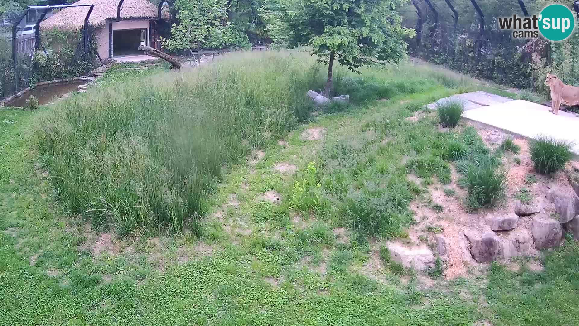 Live Ljubljana Zoo webcam Lion