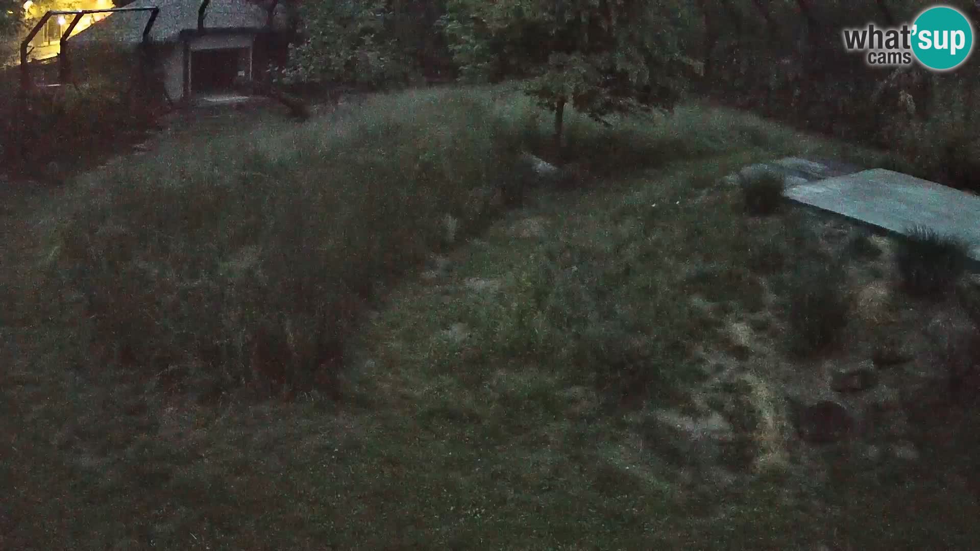 Zoo Lubiana live webcam Leoni