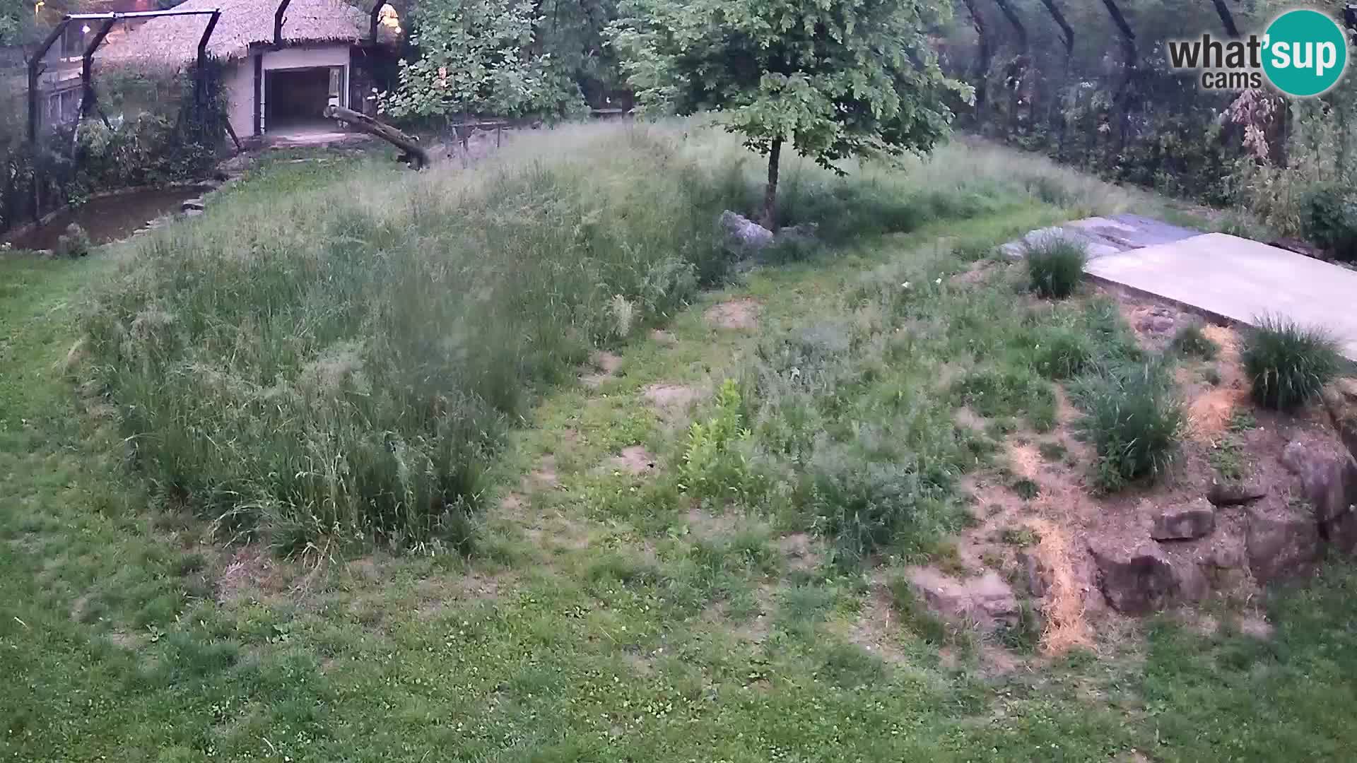 Zoo Lubiana live webcam Leoni