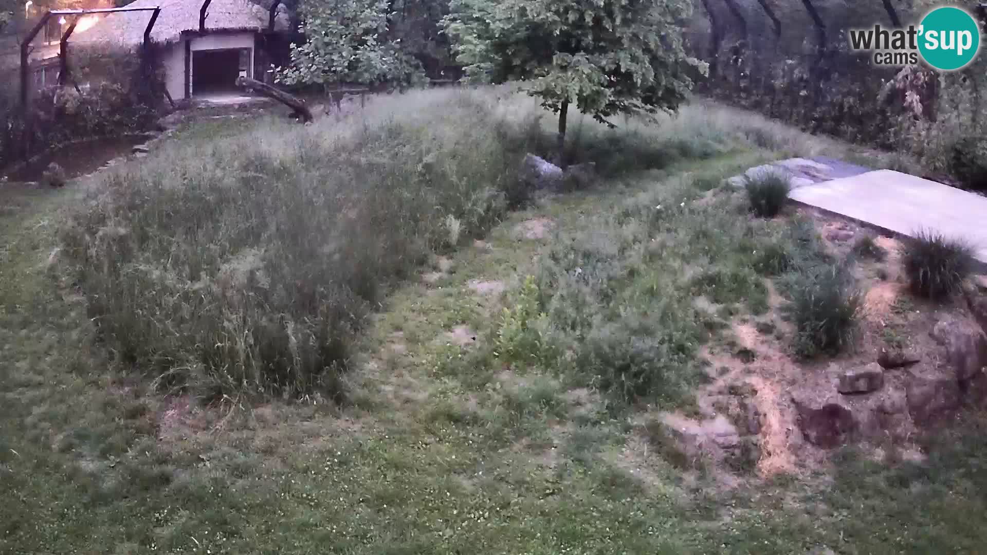 Zoo Lubiana live webcam Leoni