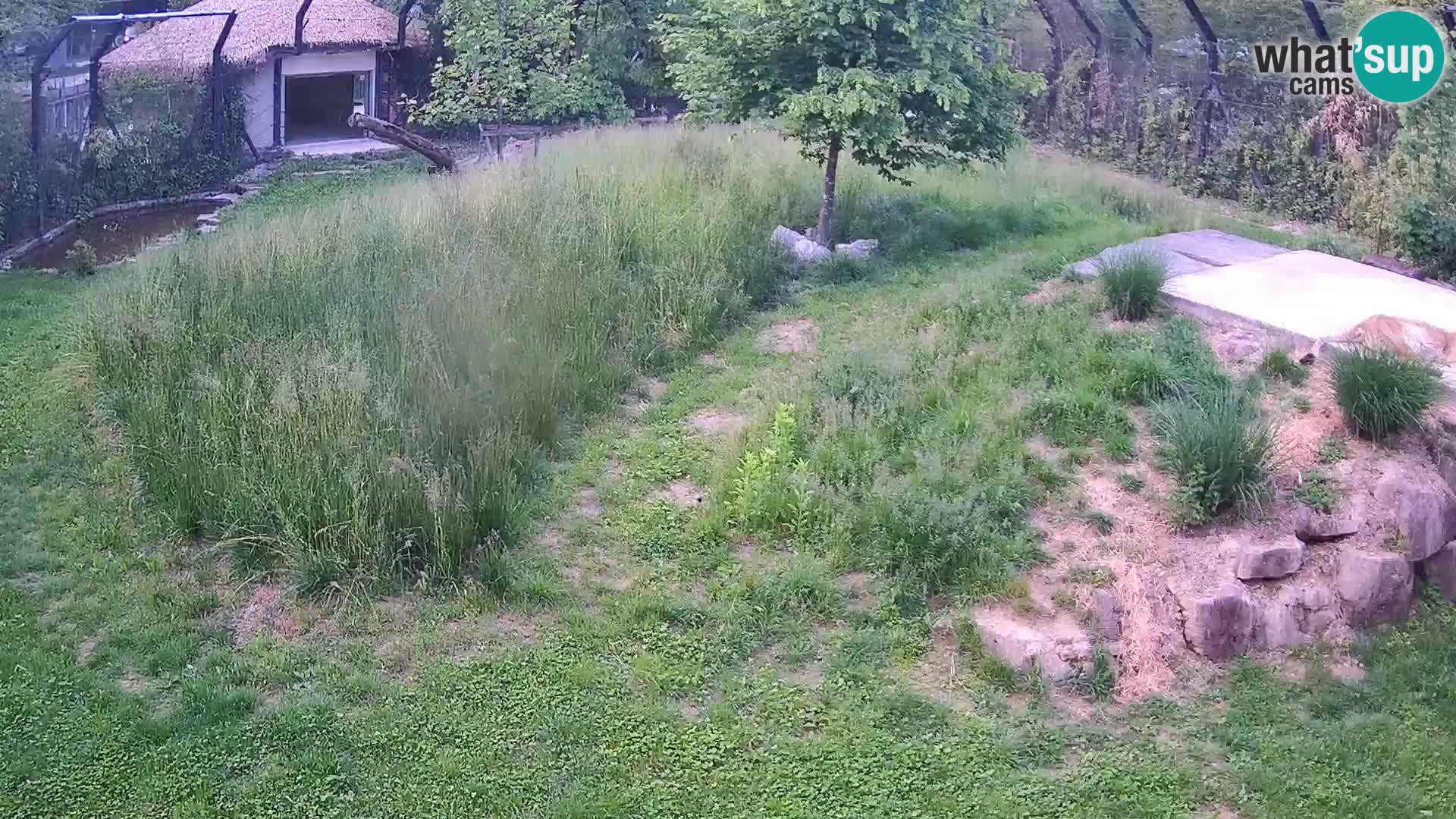 Zoo Lubiana live webcam Leoni