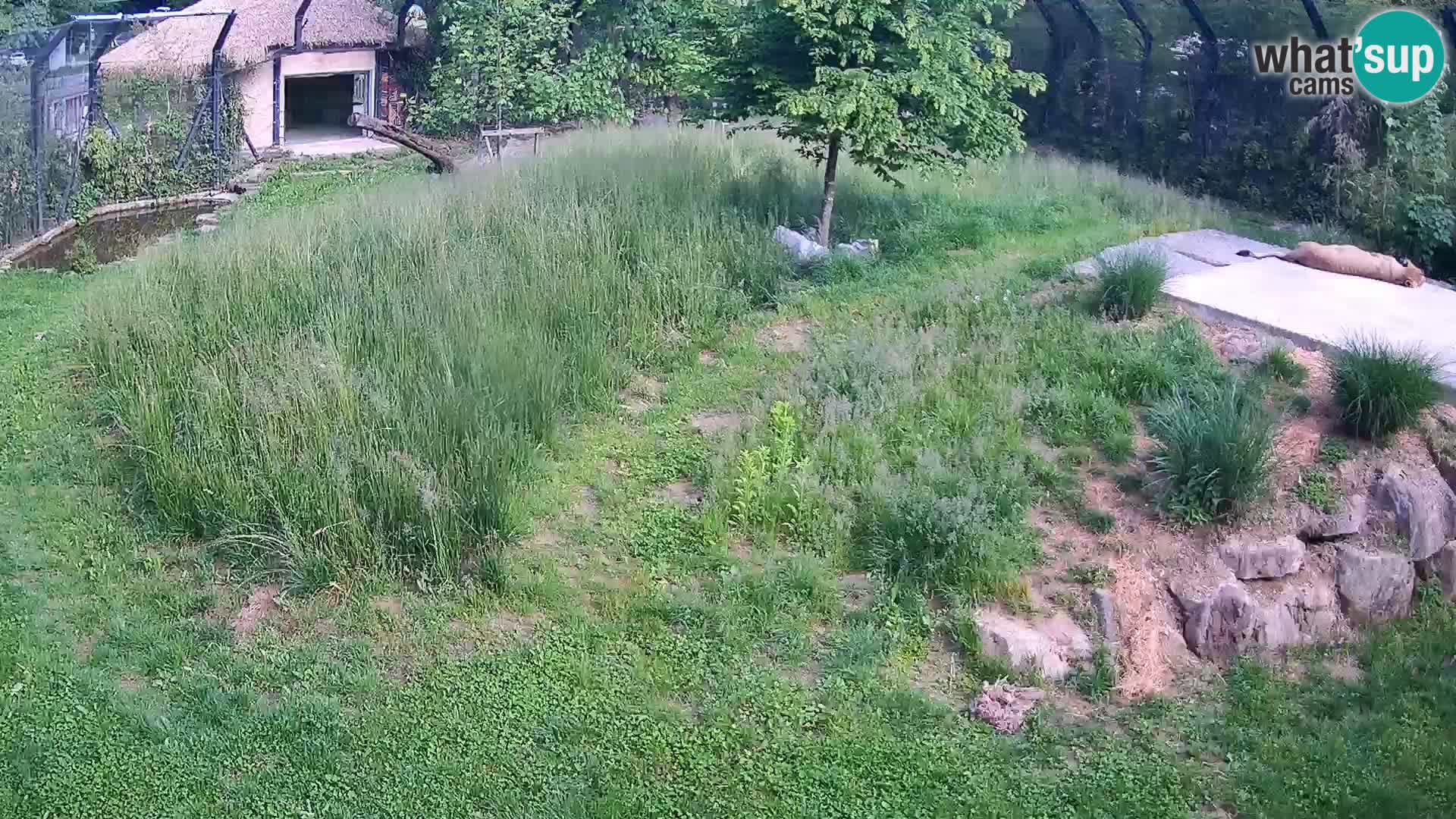 Zoo Lubiana live webcam Leoni