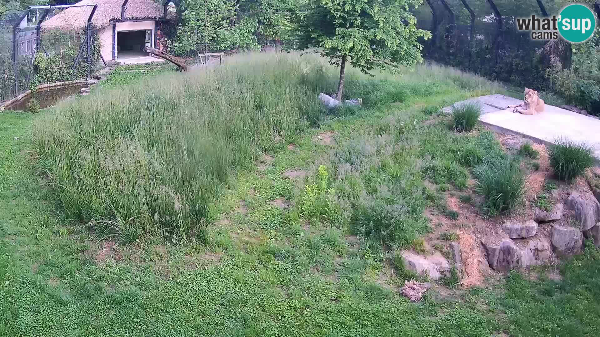 Zoo Ljubljana web kamera Lavovi