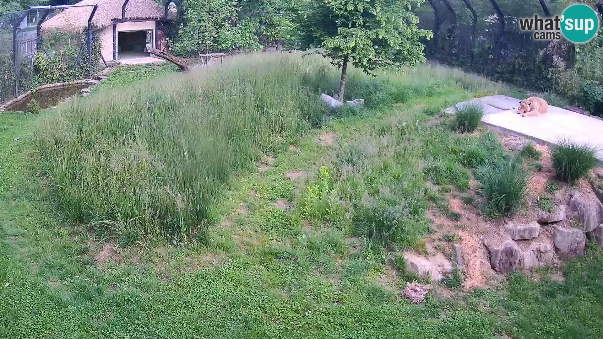 Zoo Lubiana live webcam Leoni