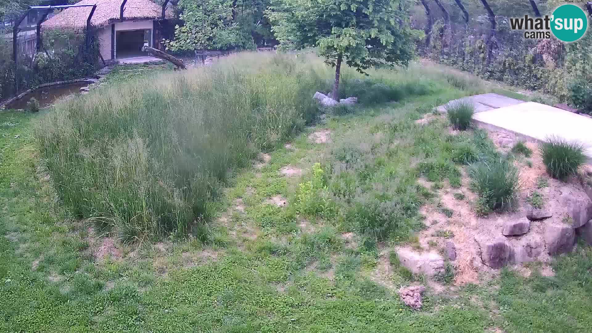 Live Ljubljana Zoo webcam Lion