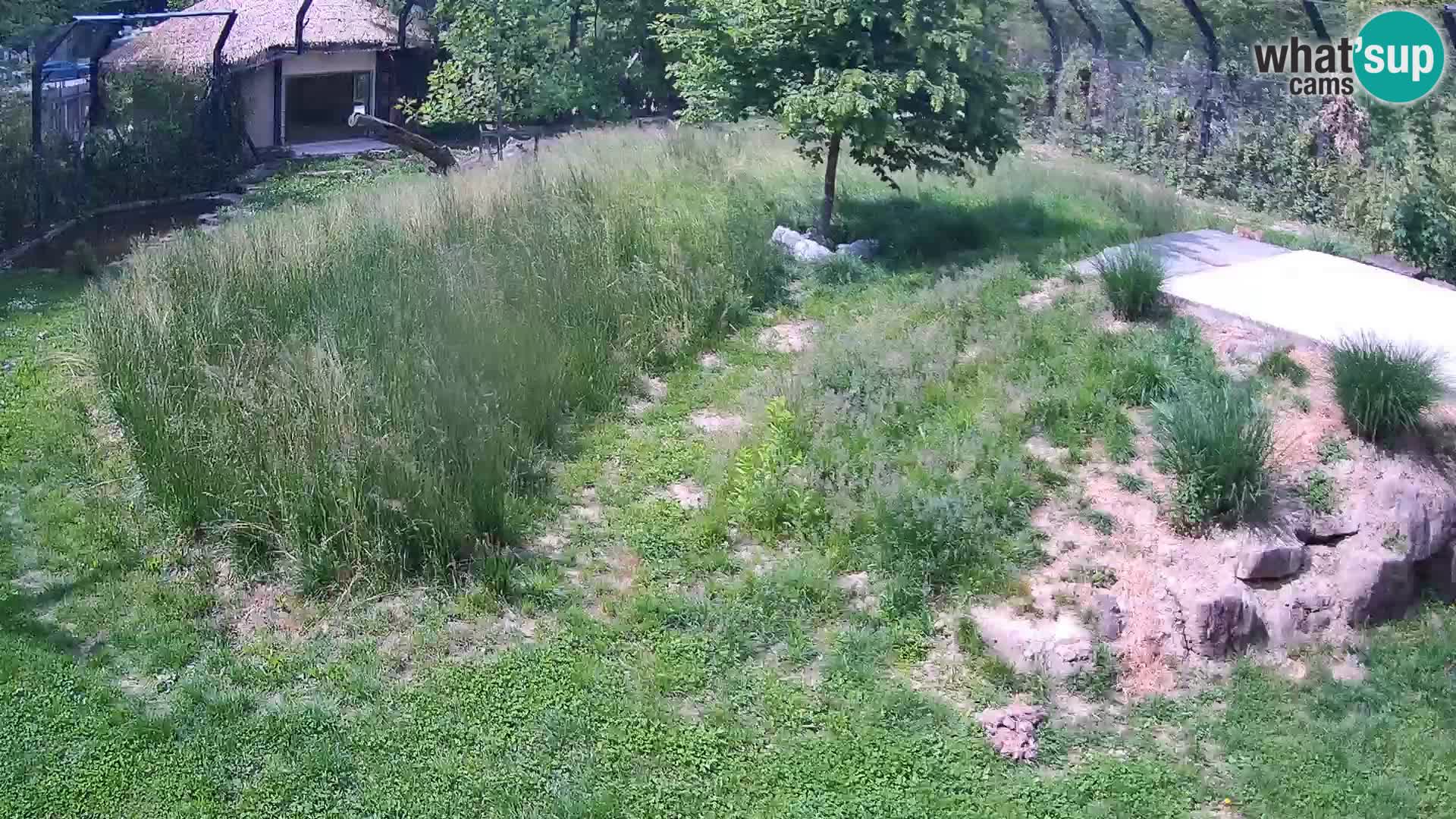 Live Ljubljana Zoo webcam Lion