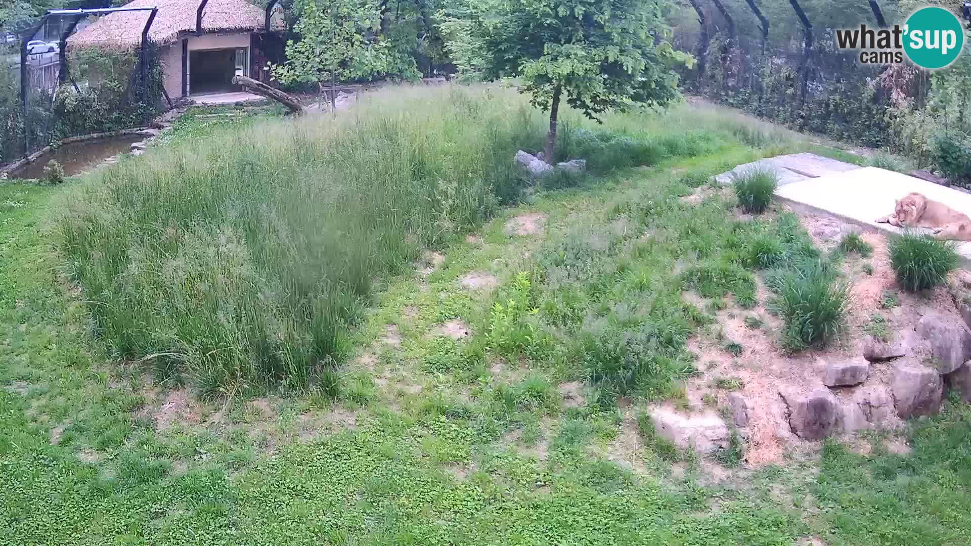 Zoo Lubiana live webcam Leoni