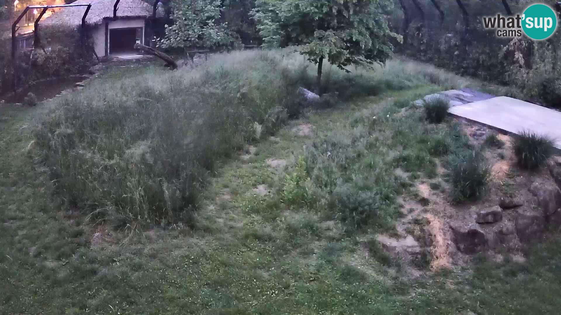 Zoo Ljubljana camera en vivo Leones