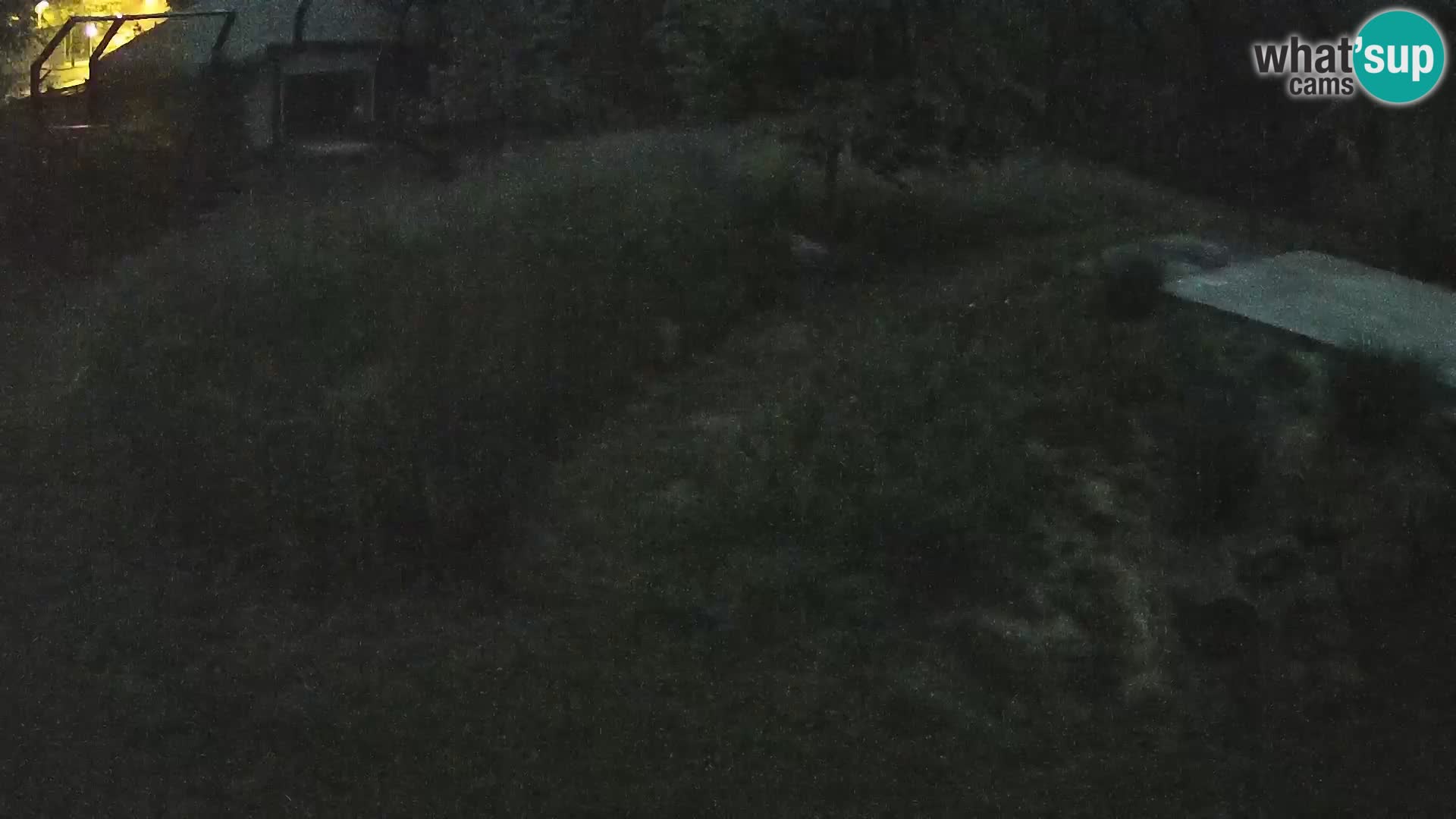Live Ljubljana Zoo webcam Lion