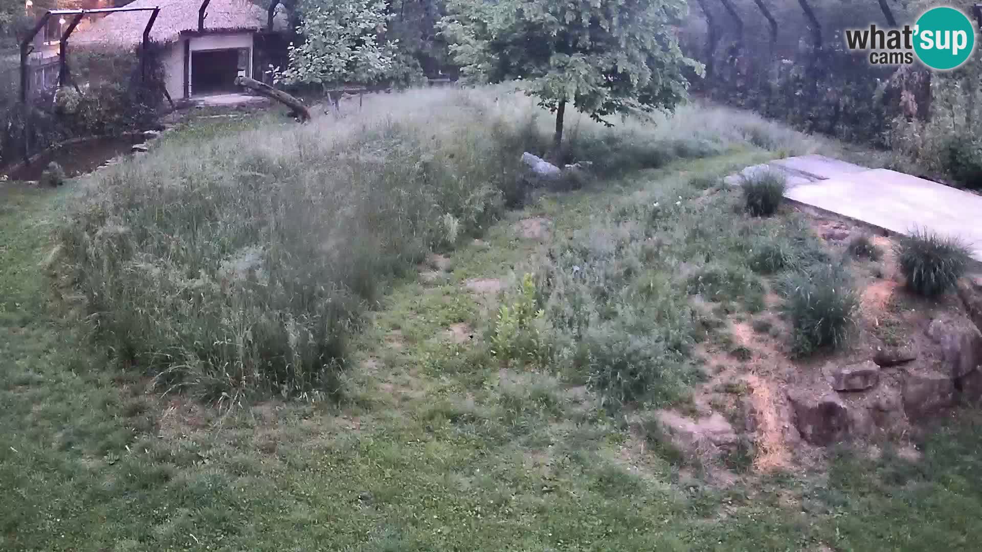 Live Ljubljana Zoo webcam Lion