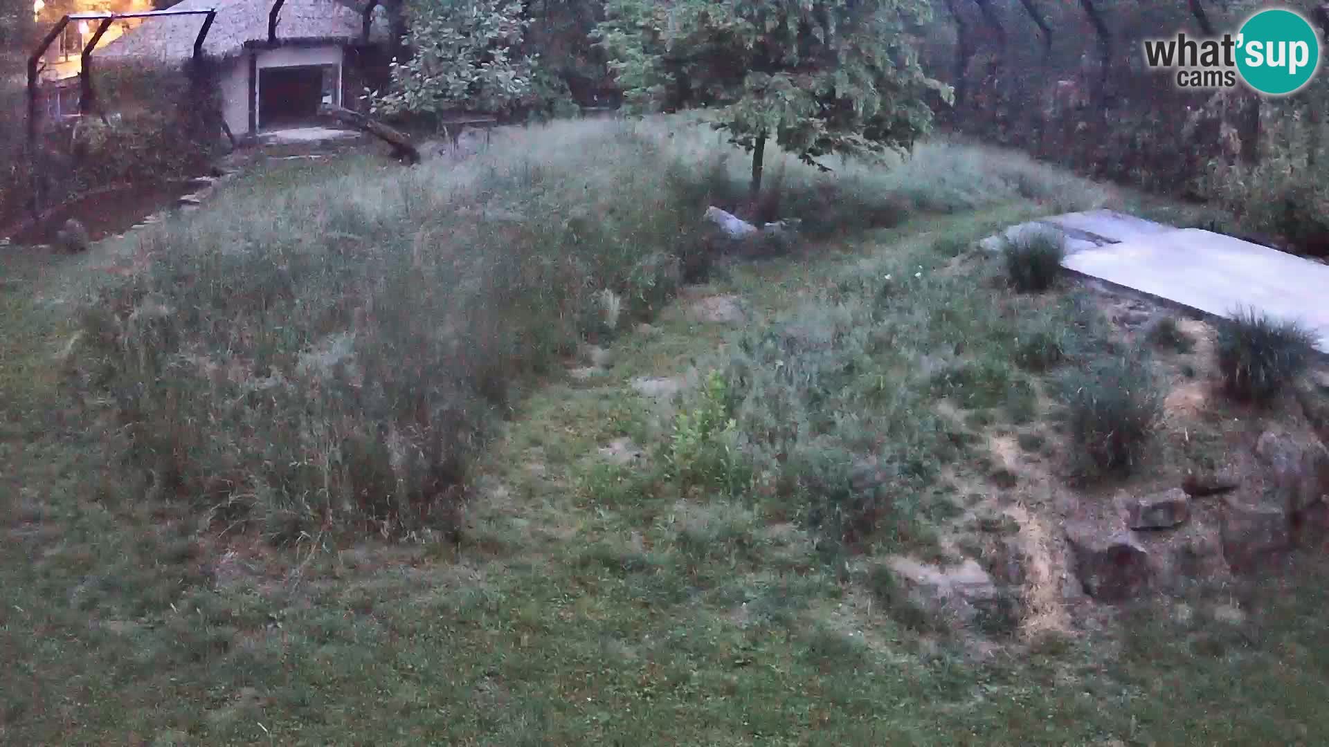 Zoo Ljubljana web kamera Lavovi