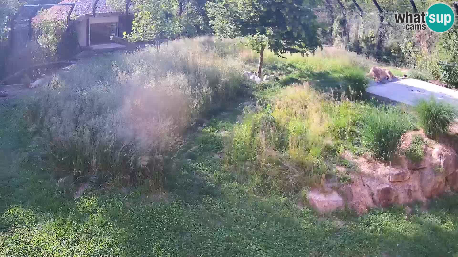 Zoo Ljubljana webcam Löwen