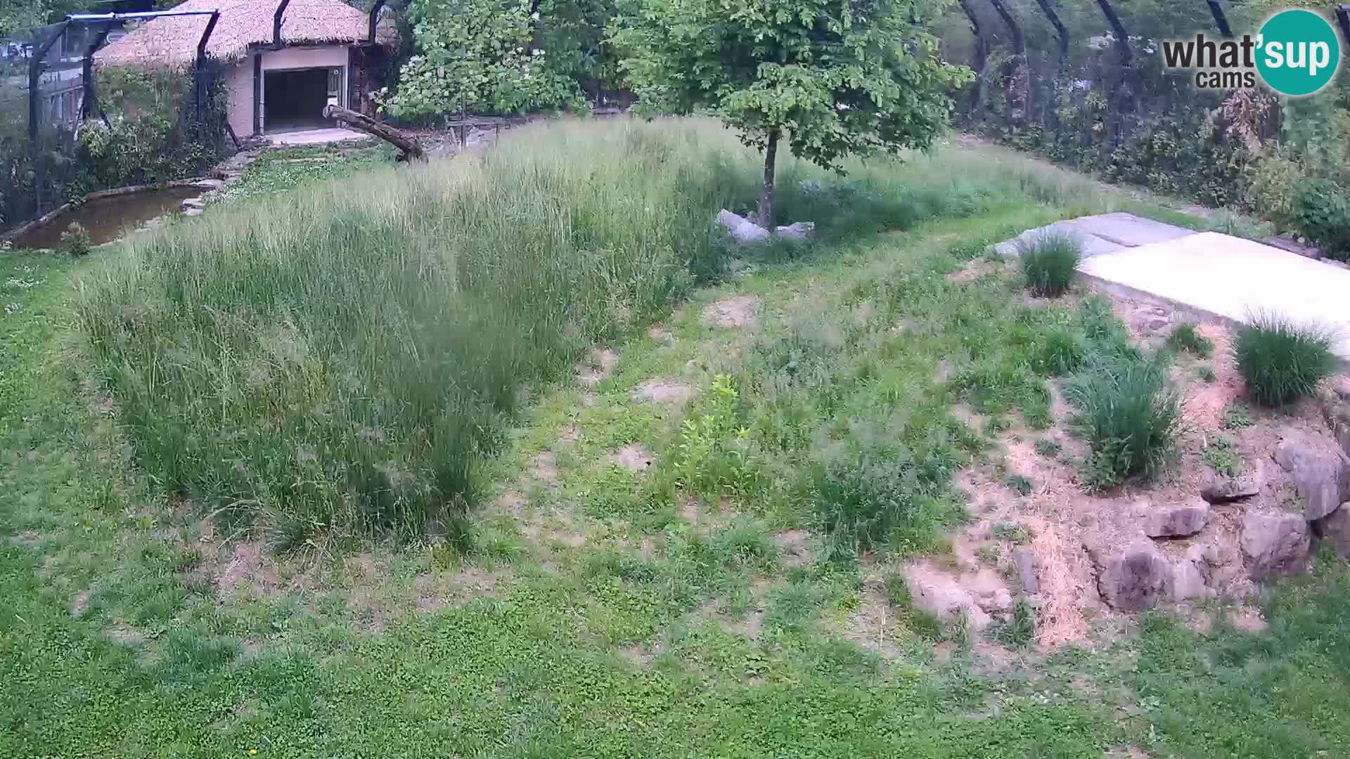 Zoo Ljubljana camera en vivo Leones