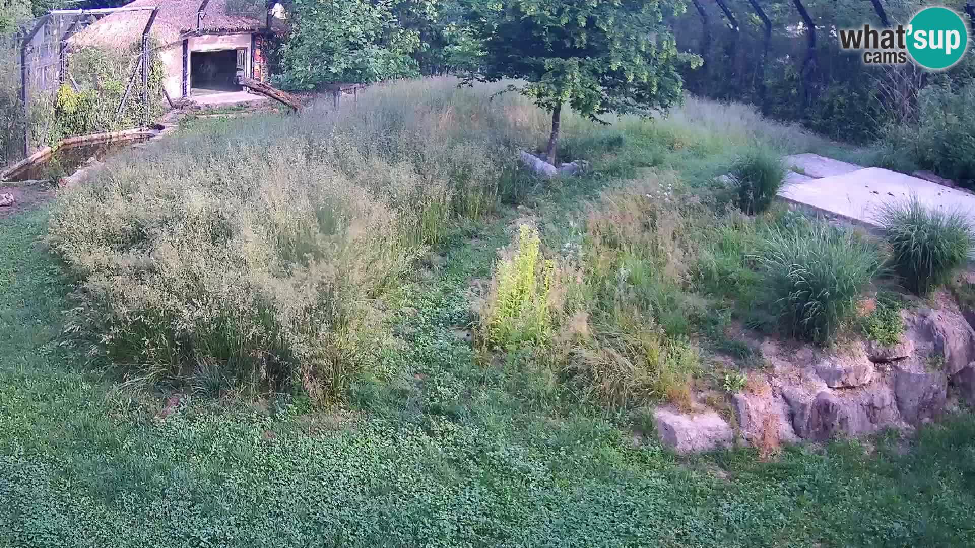 Zoo Ljubljana camera en vivo Leones