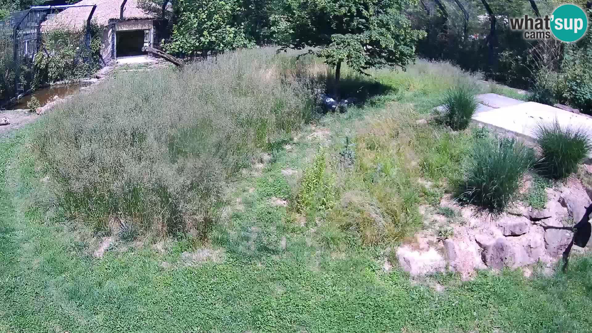 Zoo Ljubljana webcam Löwen